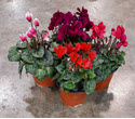 5" Cyclamen Assortment